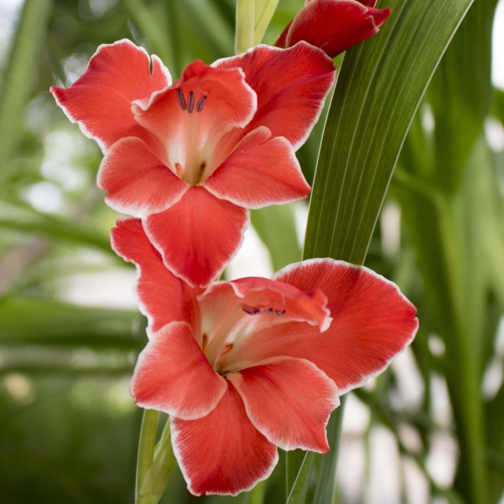 Glaieul ou Gladiolus primulinus Atom