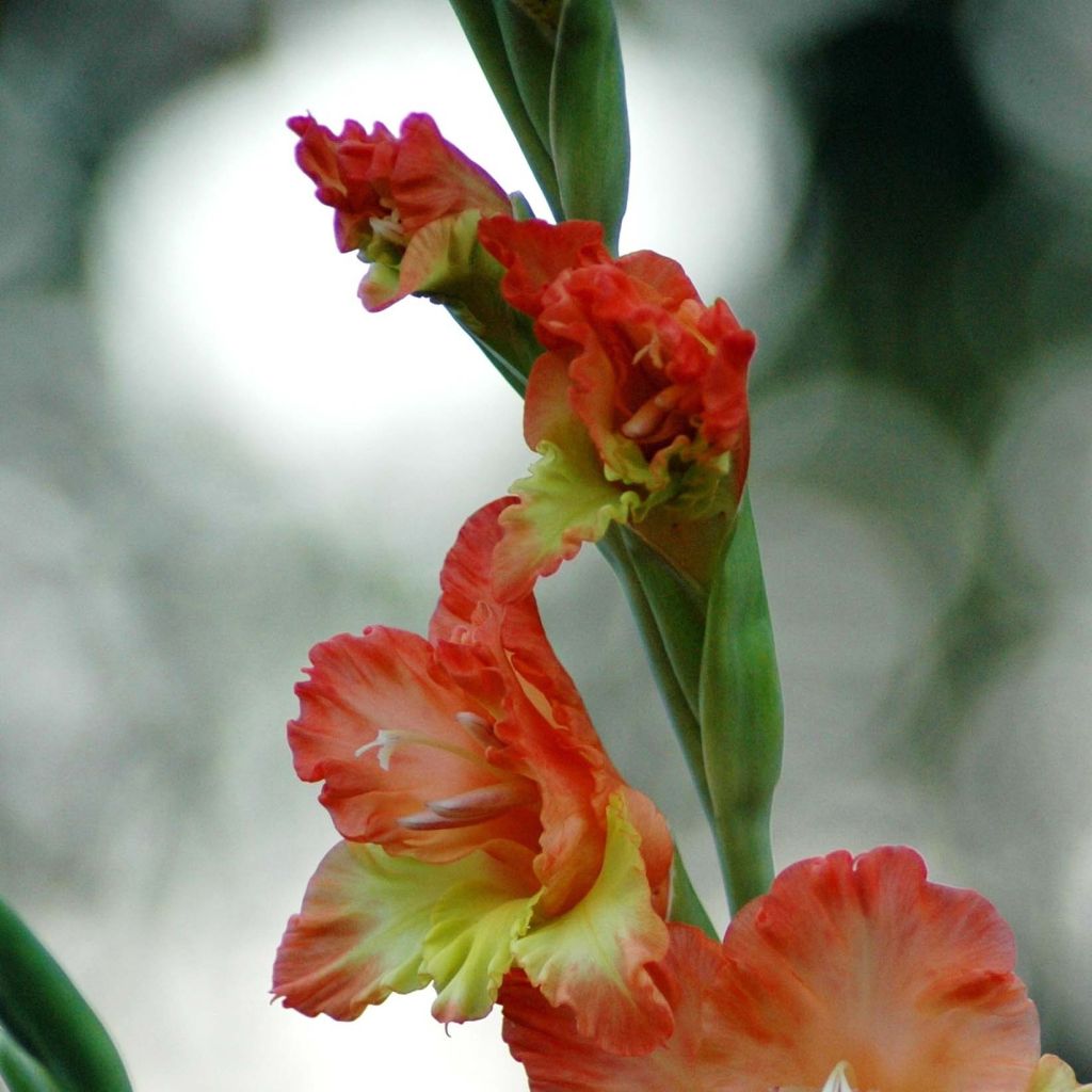 Glaïeul ou Gladiolus Princess Margaret Rose