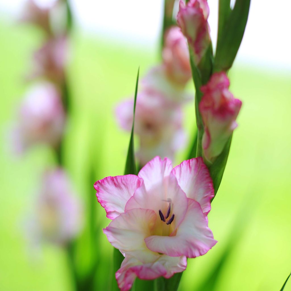 Glaïeul ou Gladiolus Priscilla