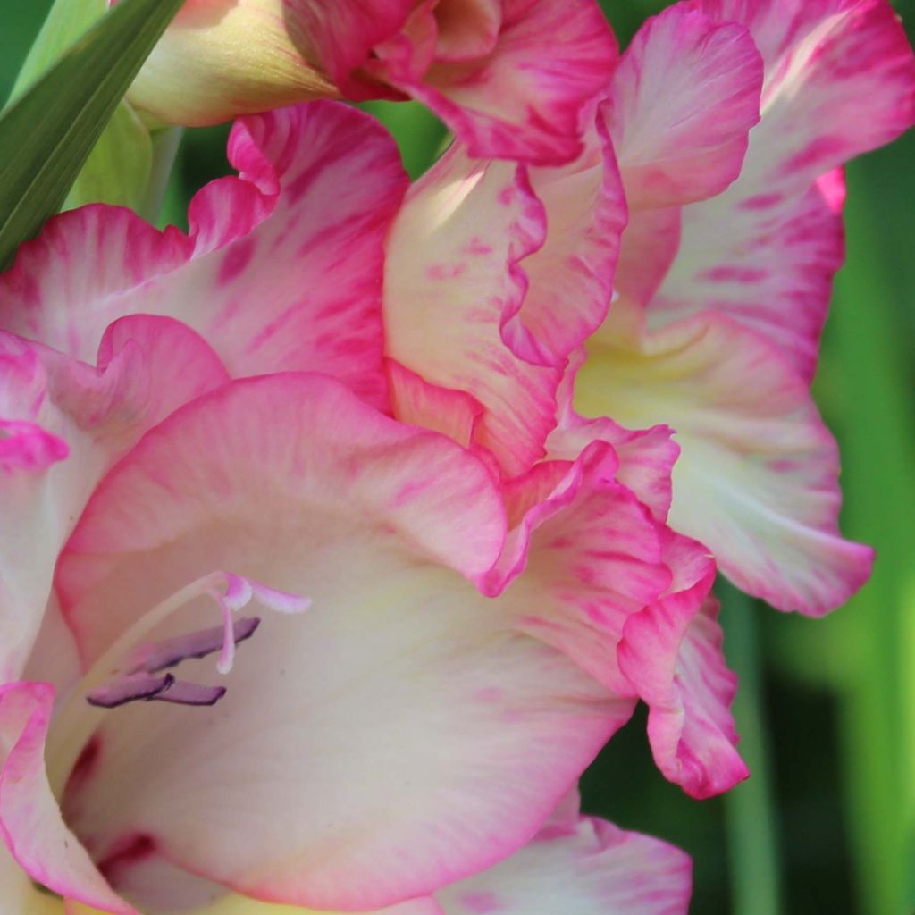 Glaïeul ou Gladiolus Priscilla