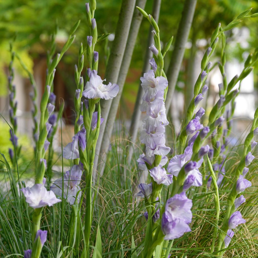 Glaïeul ou Gladiolus Sweet Blue