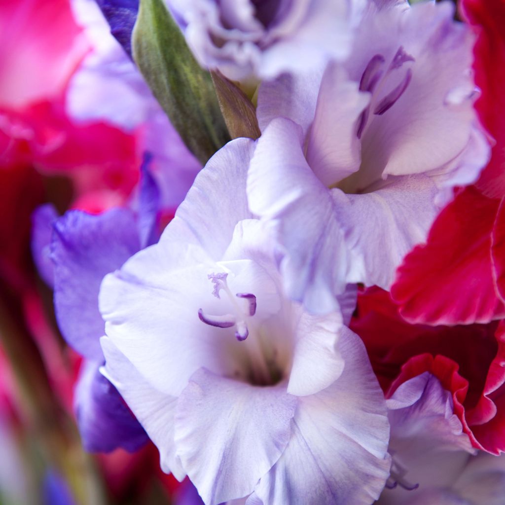 Glaïeul ou Gladiolus Sweet Blue