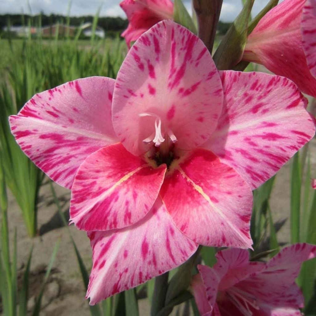 Glaïeul tubergenii Bibi