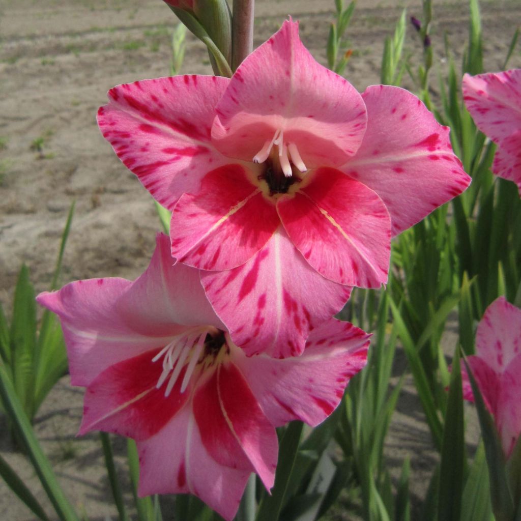 Glaïeul tubergenii Bibi