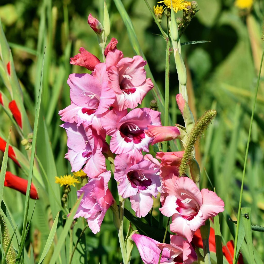 Glaïeul ou Gladiolus Wine and Roses