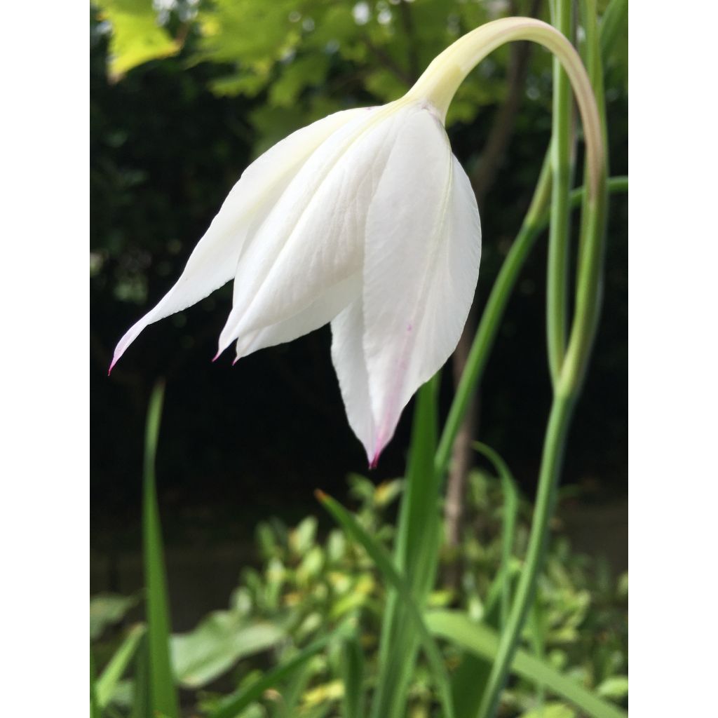 Glaieul d'Abyssinie - Gladiolus callianthus