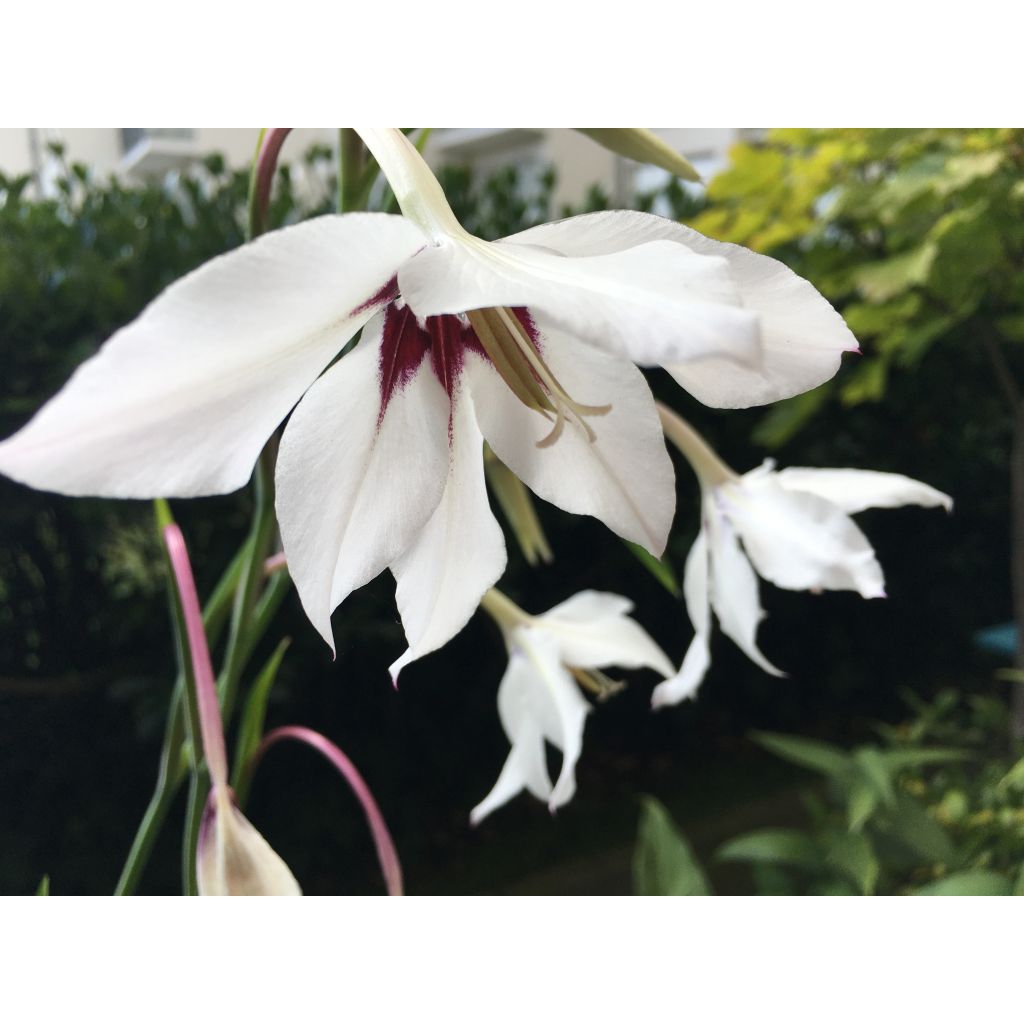 Glaieul d'Abyssinie - Gladiolus callianthus