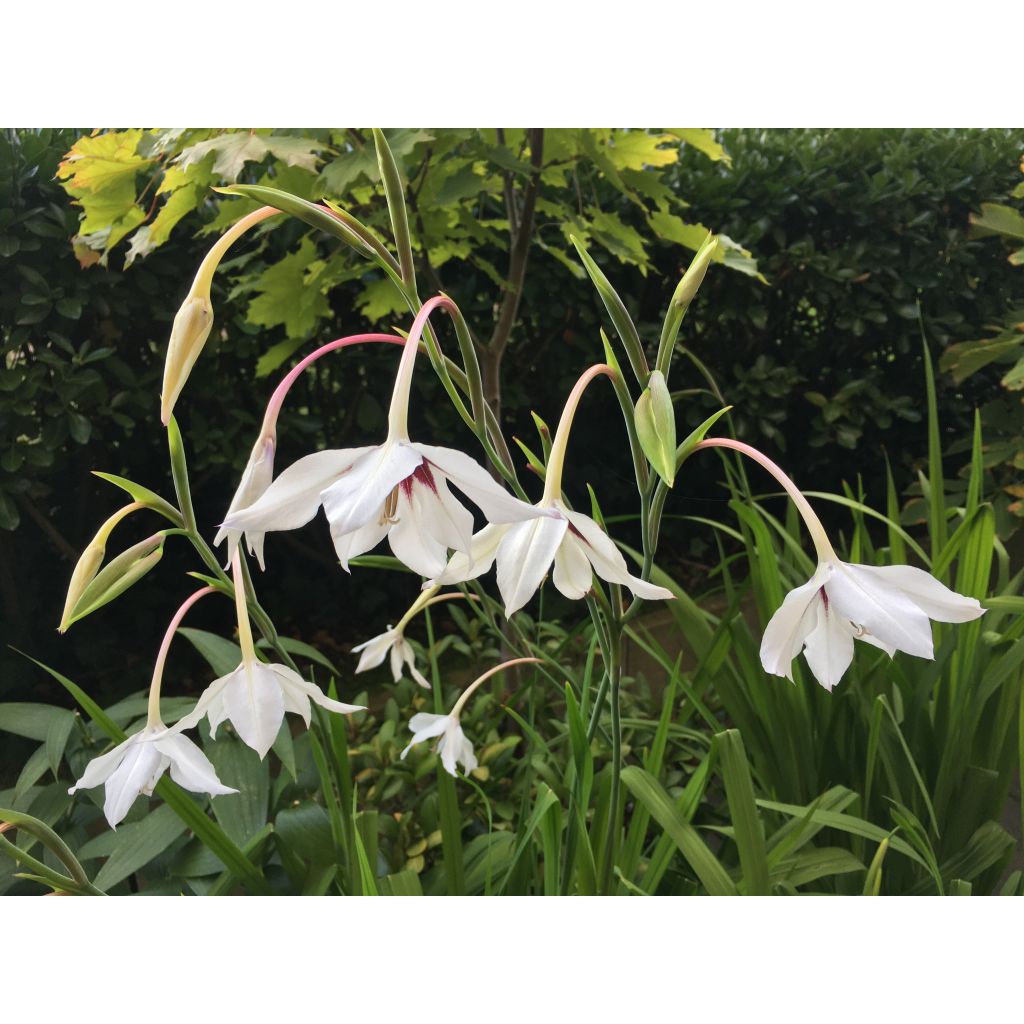 Glaieul d'Abyssinie - Gladiolus callianthus