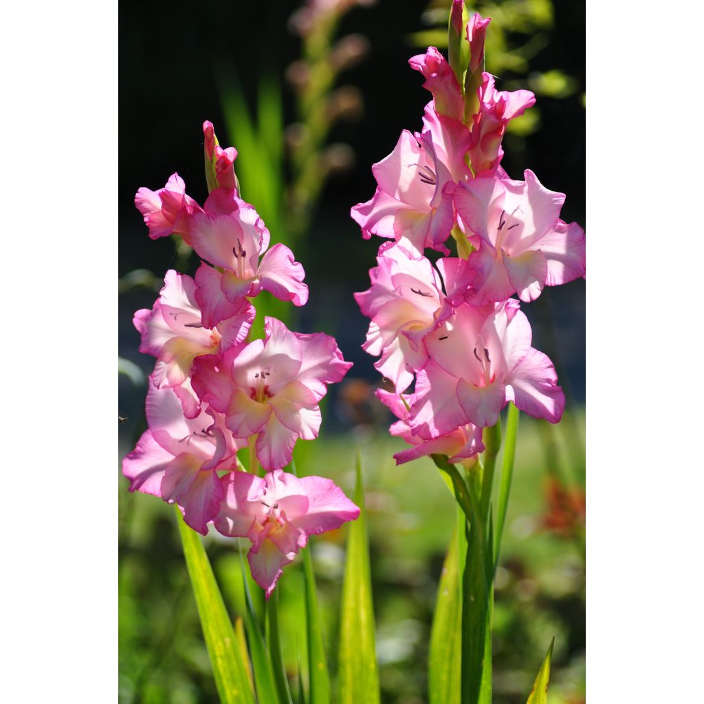 Glaïeul ou Gladiolus Priscilla