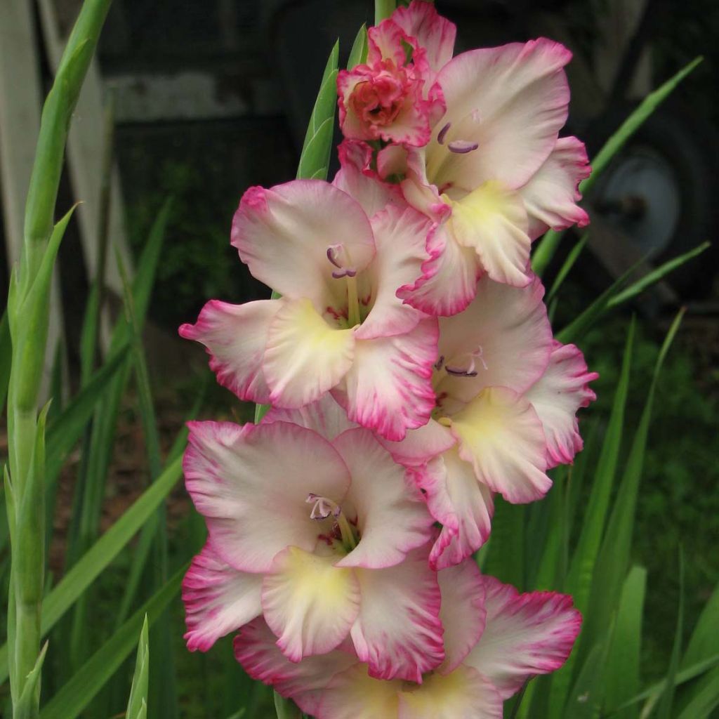 Glaïeul ou Gladiolus Priscilla