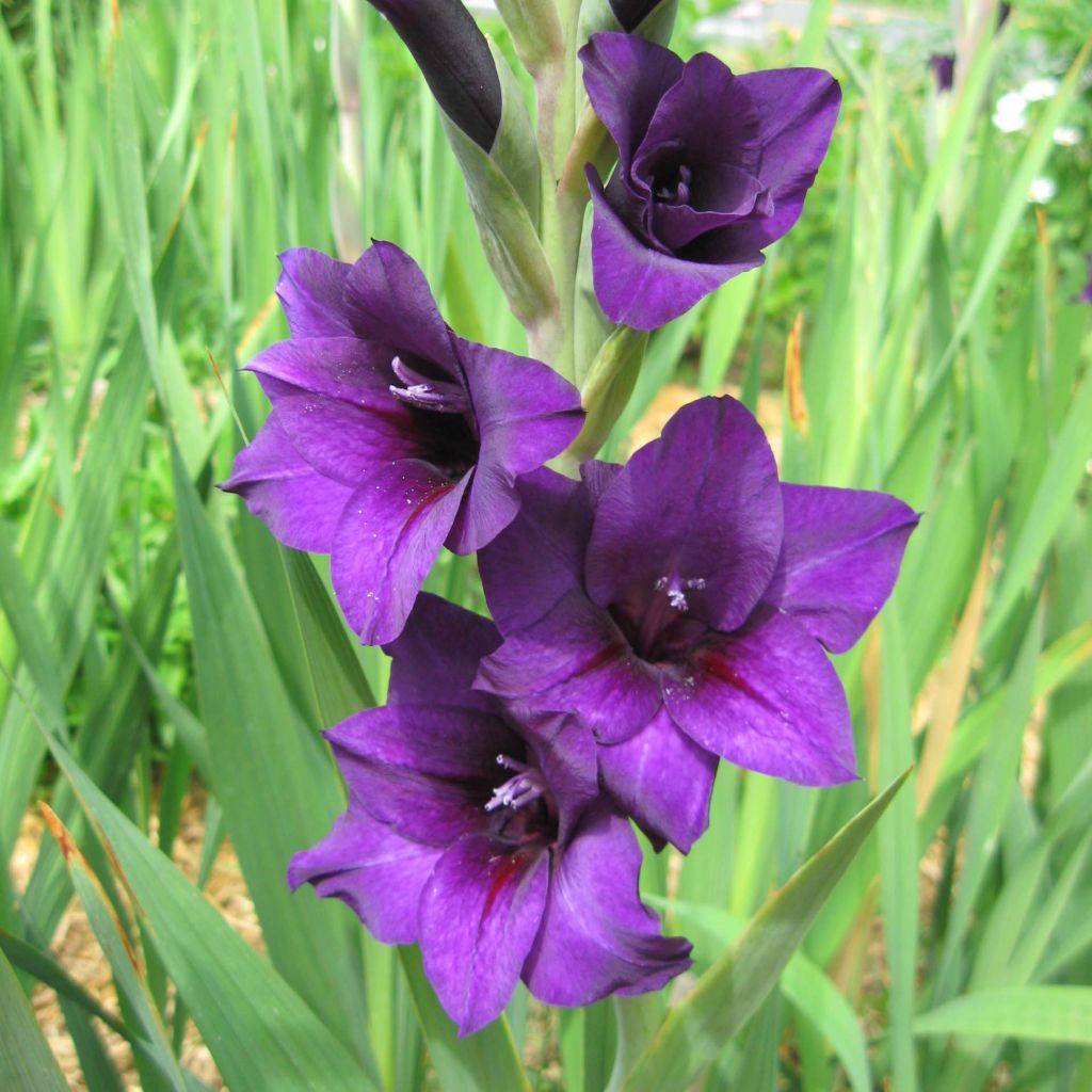 Glaïeul ou Gladiolus Violetta