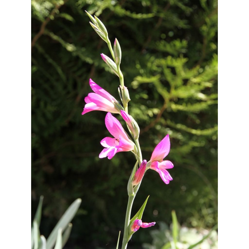 Glaïeul des moissons - Gladiolus italicus