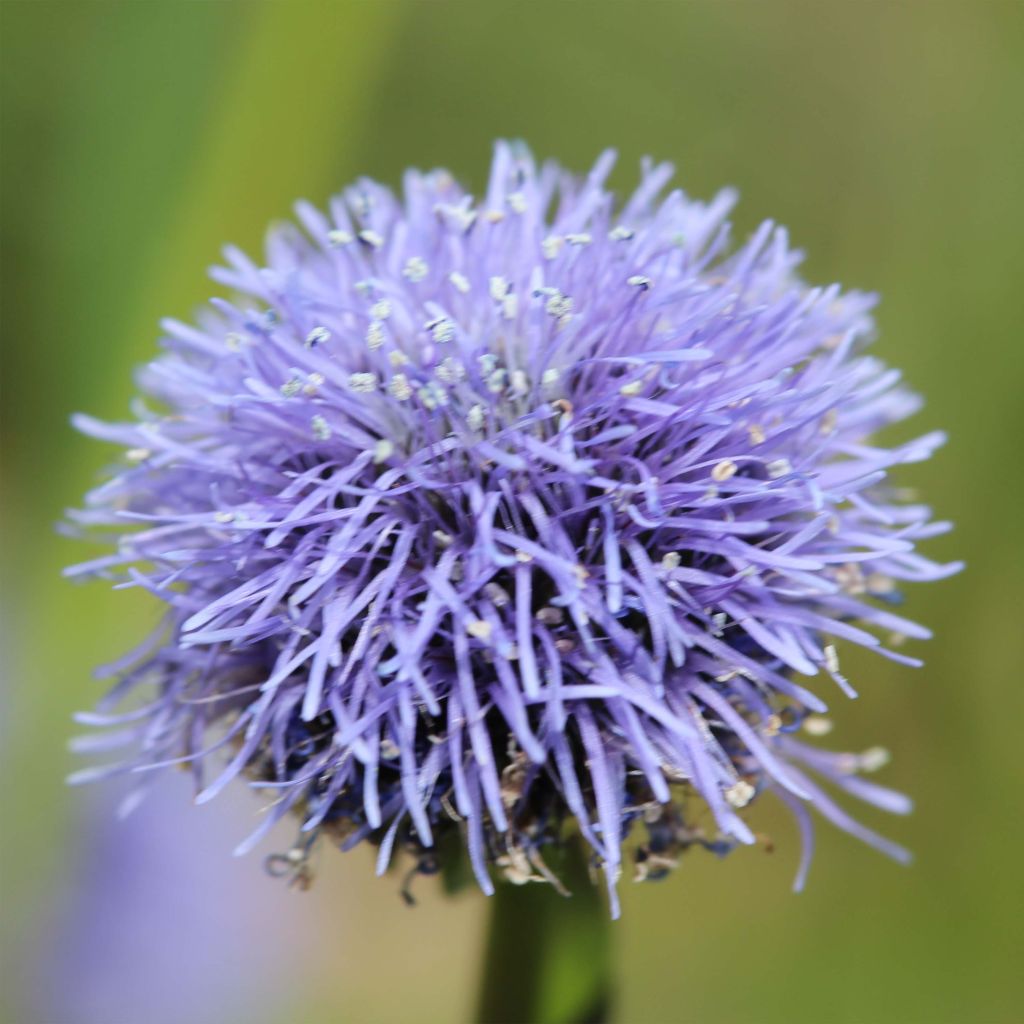 Globularia punctata - Globulaire commune