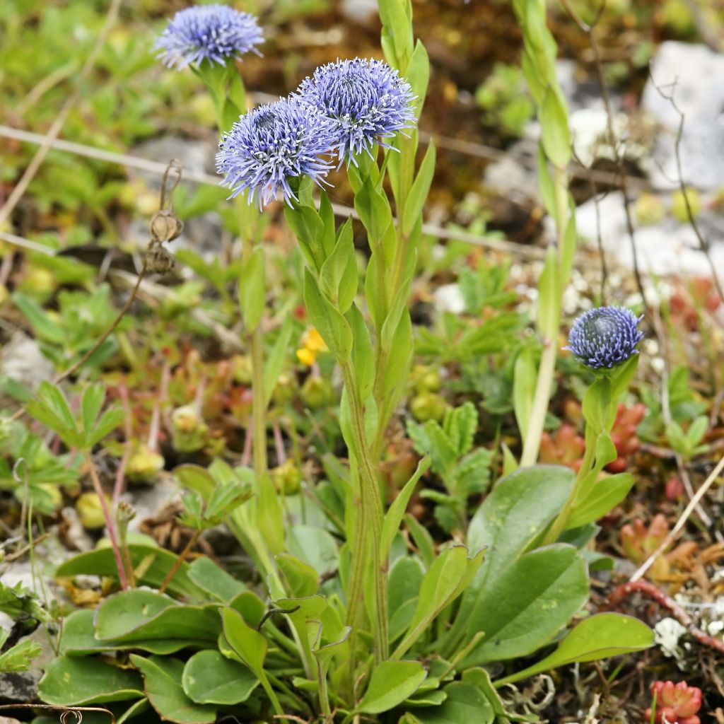 Globularia punctata - Globulaire commune