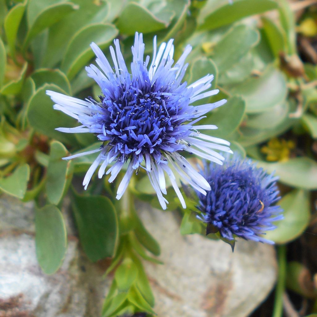 Globularia trichosantha - Globulaire