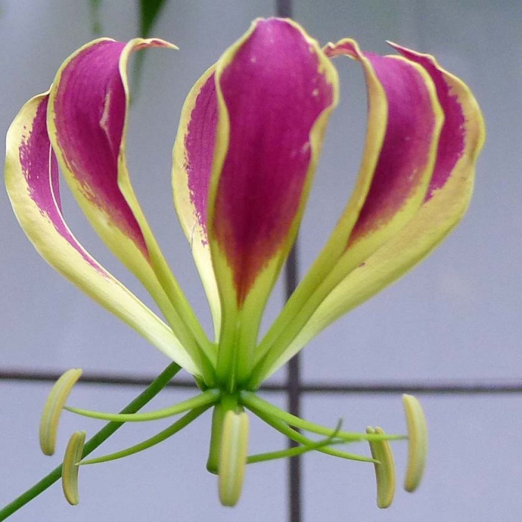 Gloriosa Carsonii - Lis glorieux