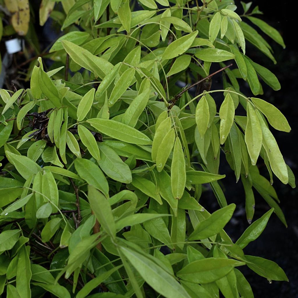 Glycine d'été - Millettia japonica Satsuma