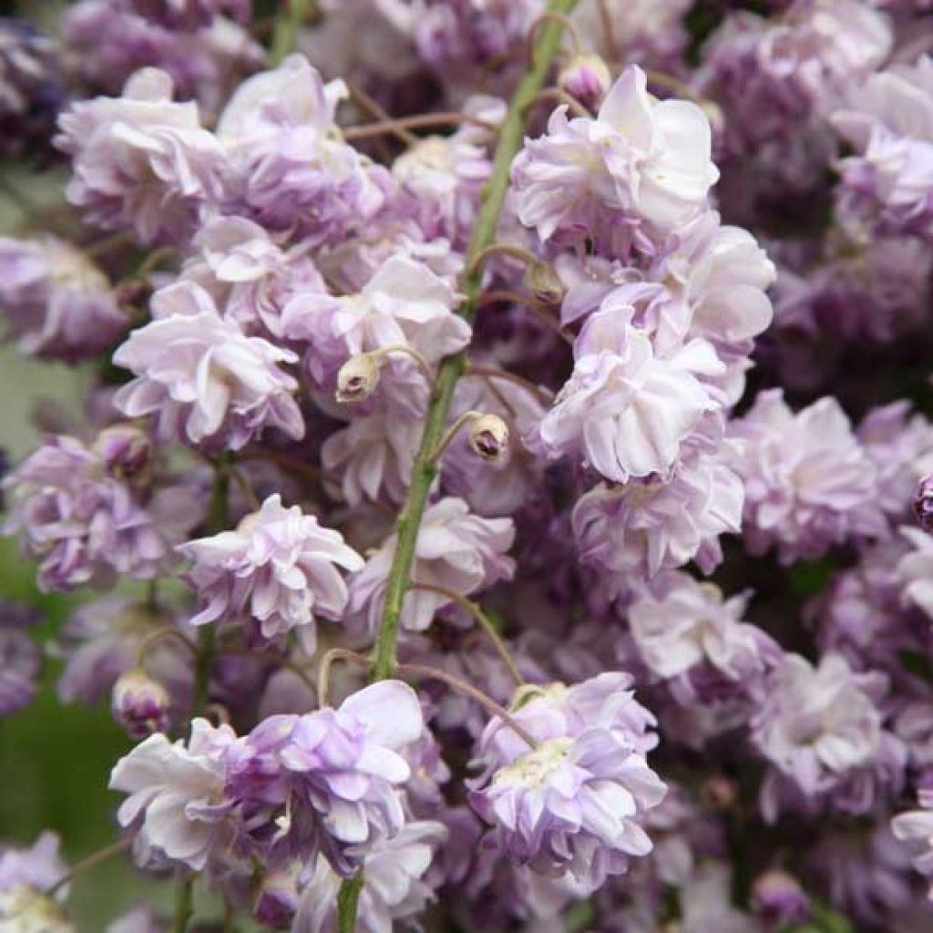 Glycine du Japon - Wisteria floribunda violacea plena