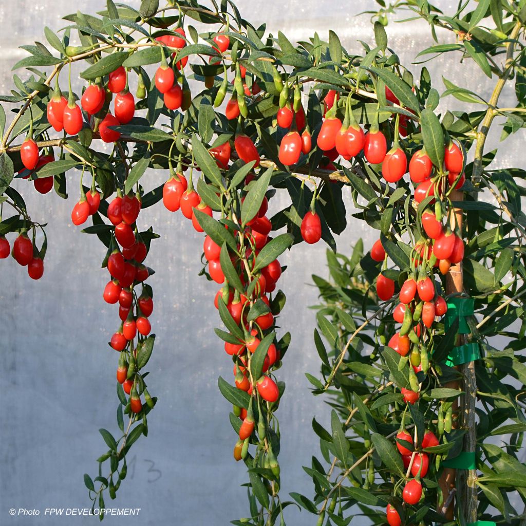 Goji Princess Tao - Lycium barbarum