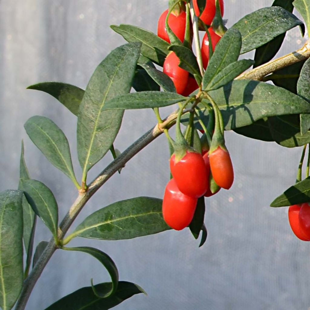 Goji Princess Tao - Lycium barbarum