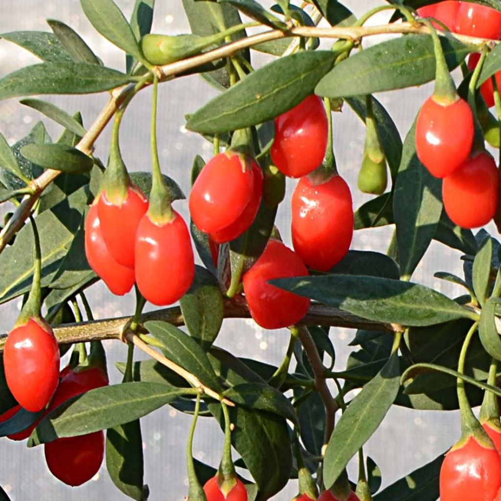 Goji Princess Tao - Lycium barbarum