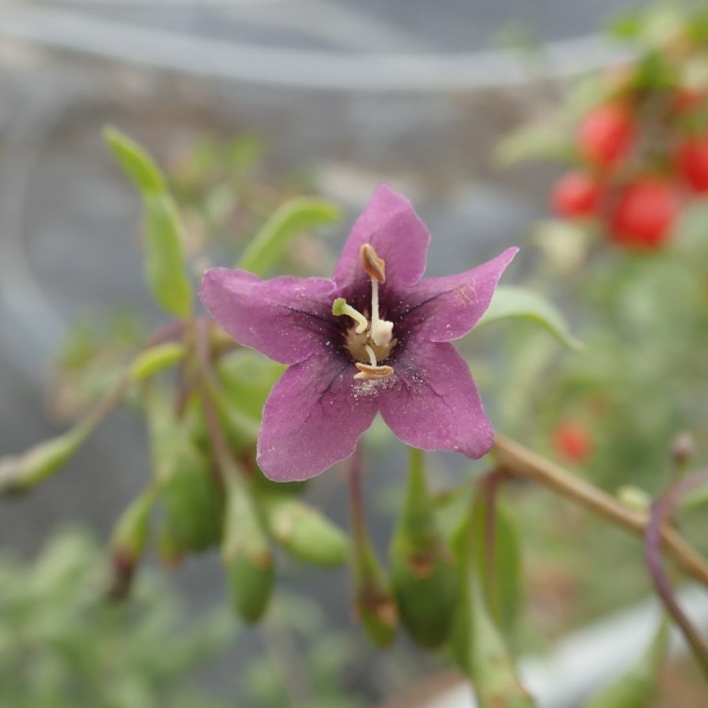 Gojidelys - Lycium barbarum