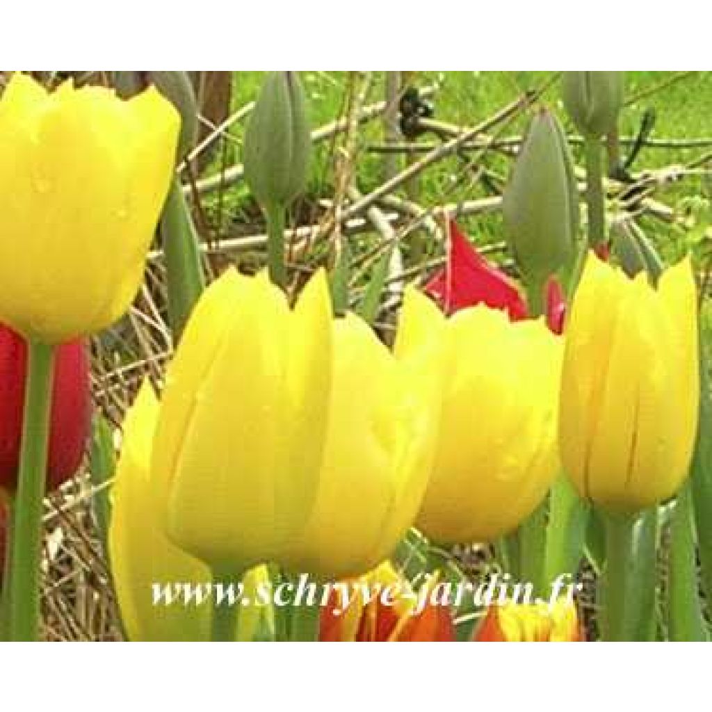 Tulipe Golden mélody, triomphe