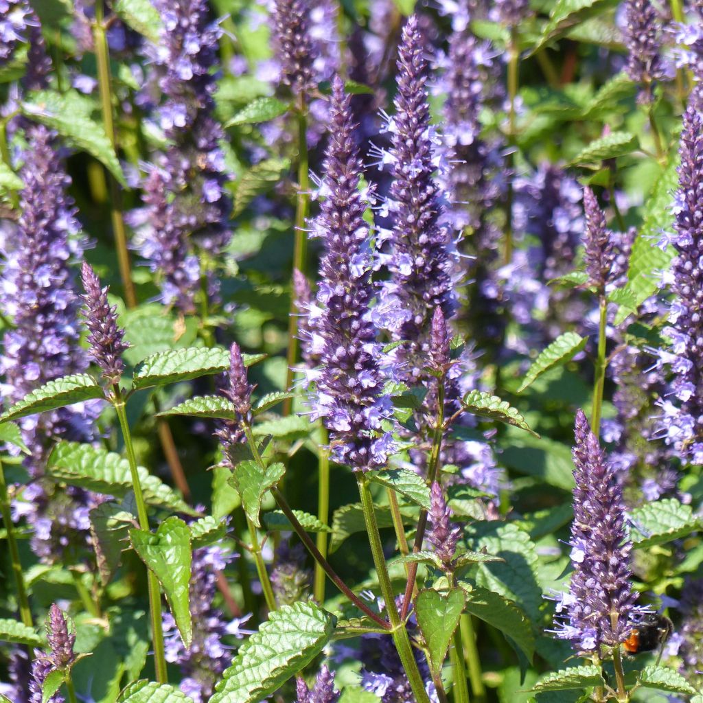 Graines d'Agastache Astello Indigo