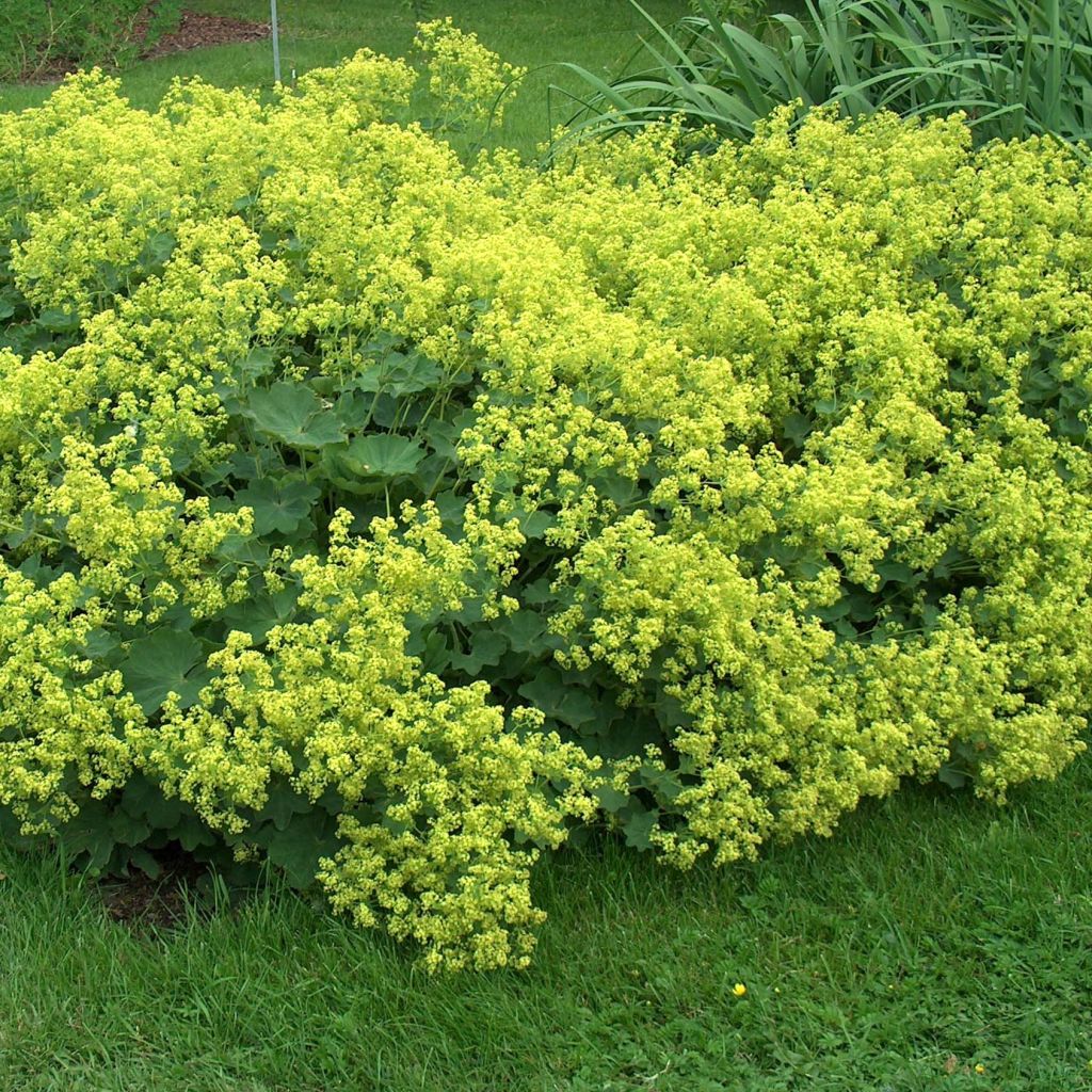 Graines d'Alchemilla mollis - Alchemille commune