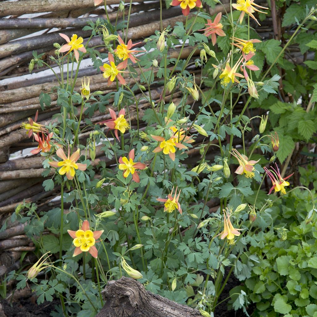 Graines d'Ancolie Tequila Sunrise - Aquilegia skinneri (Graines ornementales)