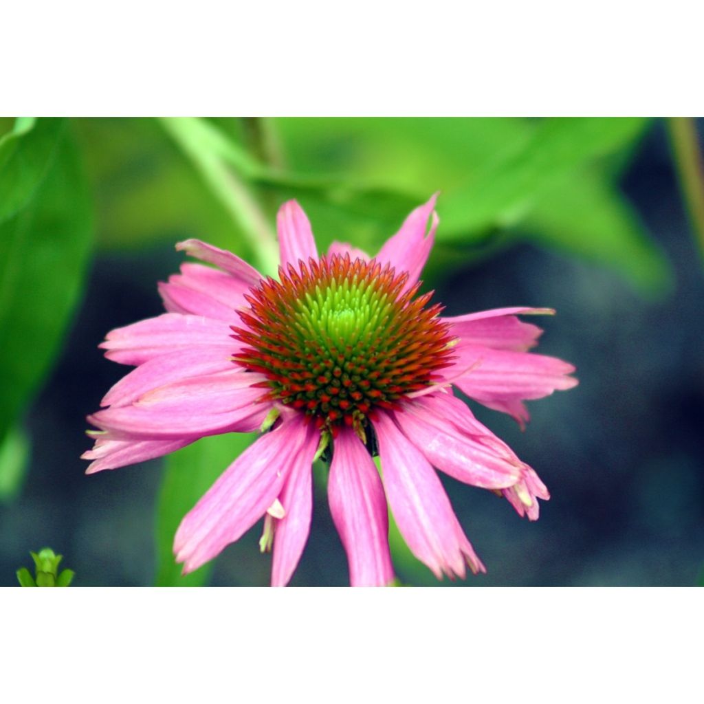 Graines d'Echinacea purpurea - Rudbeckia pourpre