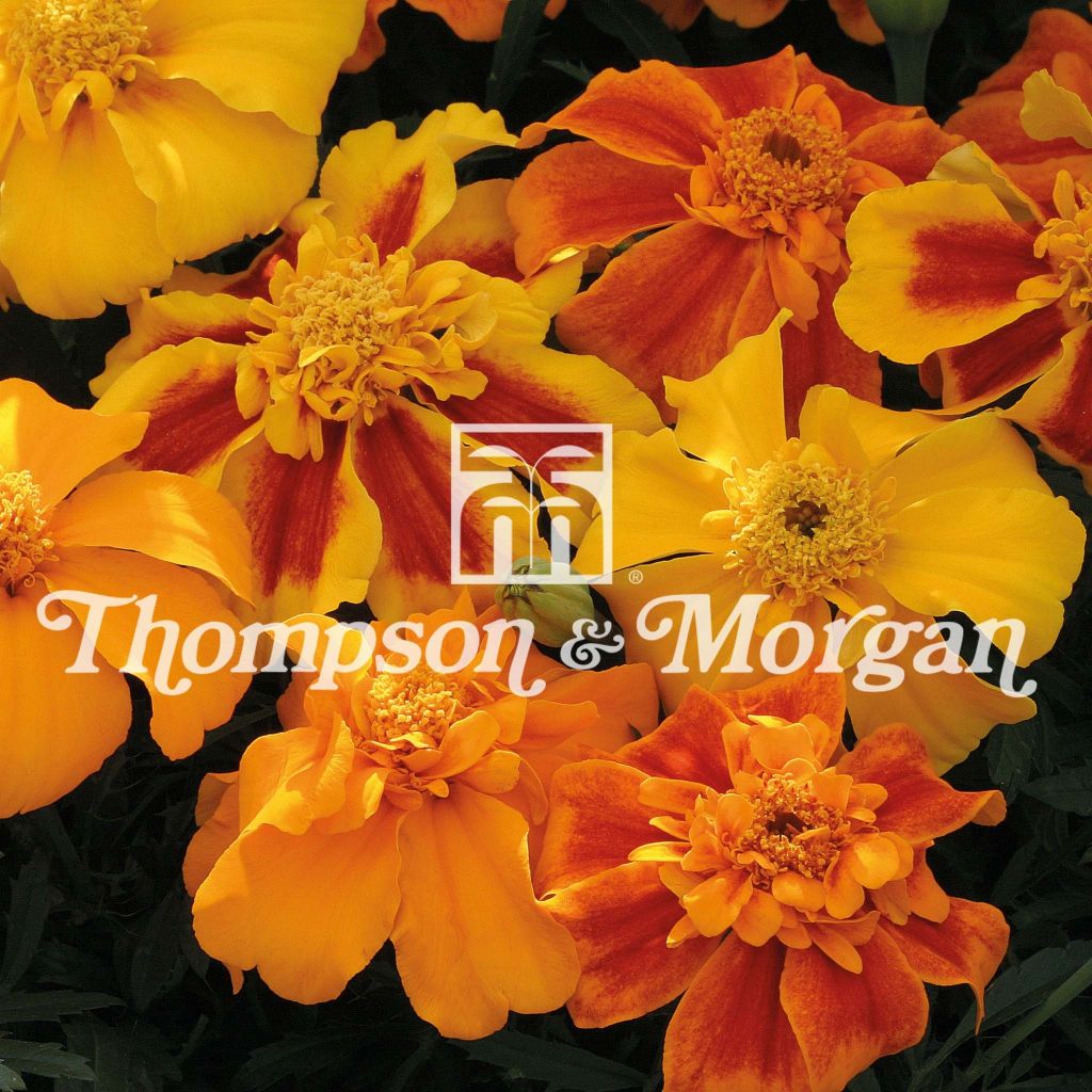 Graines d'Oeillet d'Inde Sunburst F1 mixed - Tagetes patula