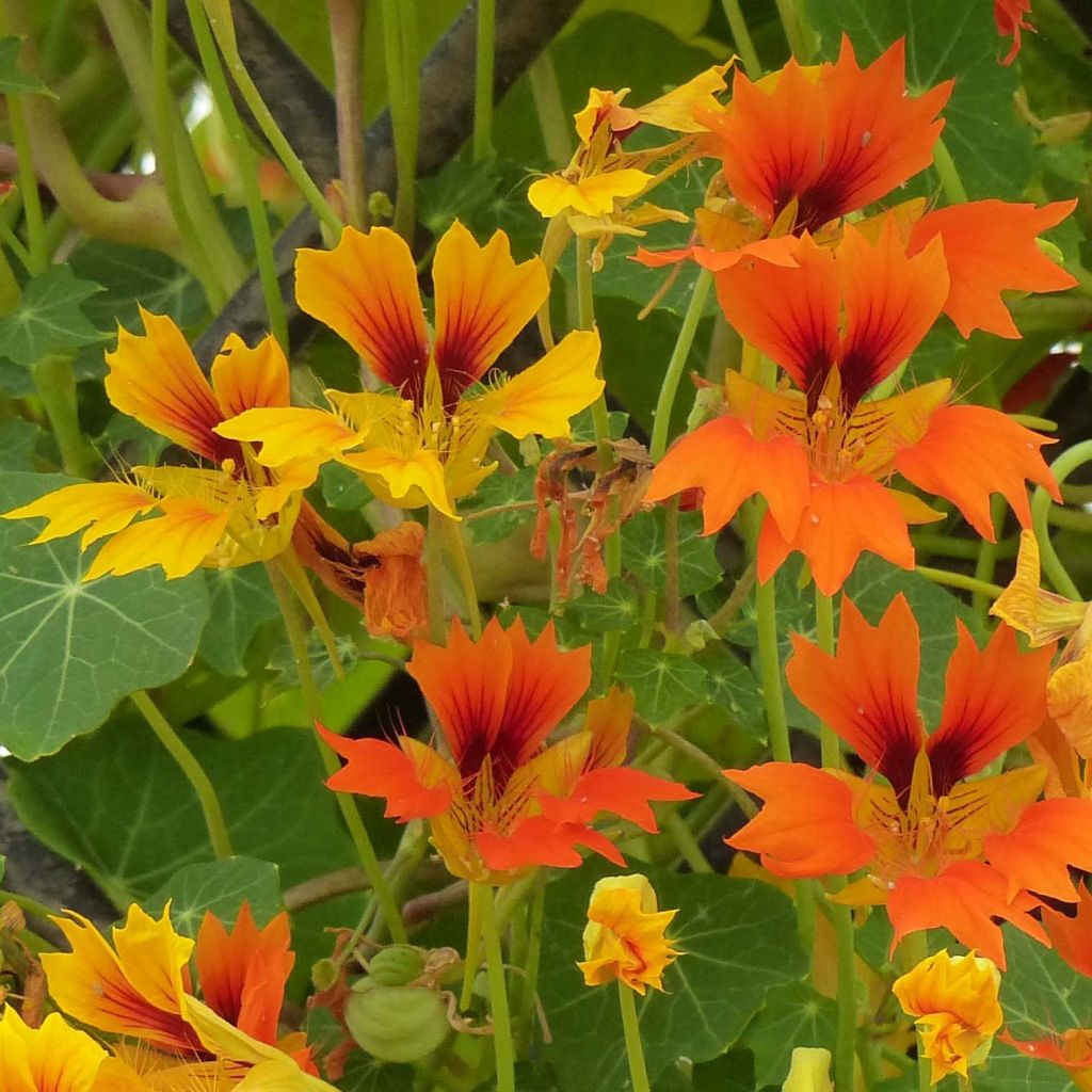 Graines de Capucine Phoenix Arizona Mix - Tropaeolum minus