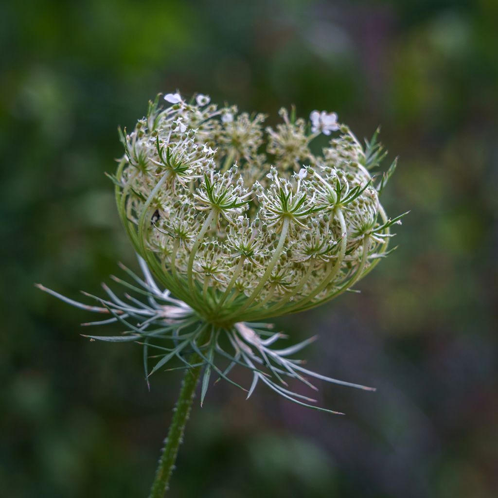 Graines de carotte sauvage - Daucus carota