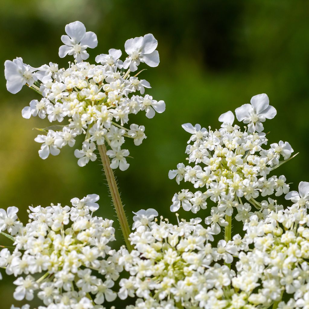 Graines de carotte sauvage - Daucus carota