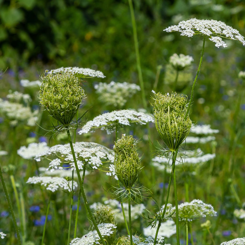 Graines de carotte sauvage - Daucus carota