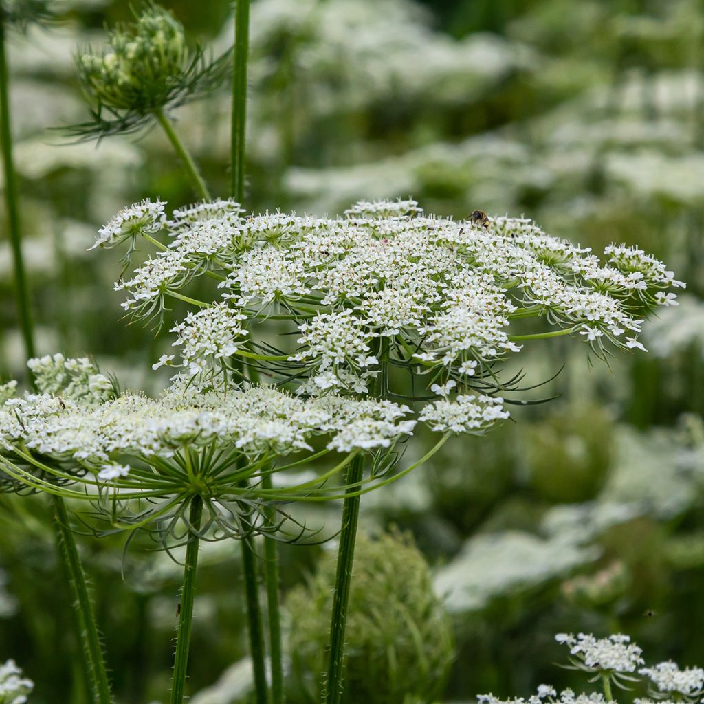 Graines de carotte sauvage - Daucus carota