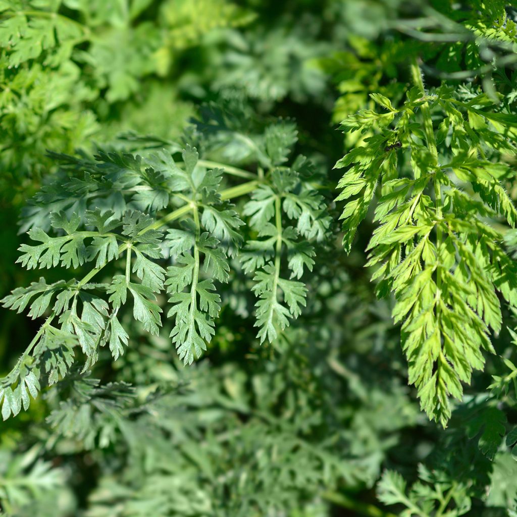 Graines de carotte sauvage - Daucus carota