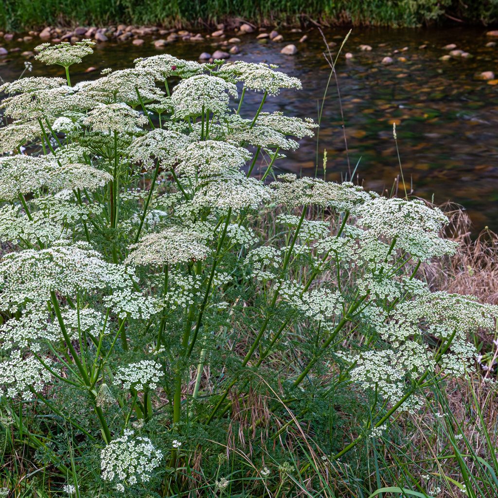 Graines de carotte sauvage - Daucus carota