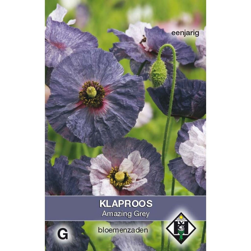 Graines de coquelicot Amazing Grey - Papaver rhoeas