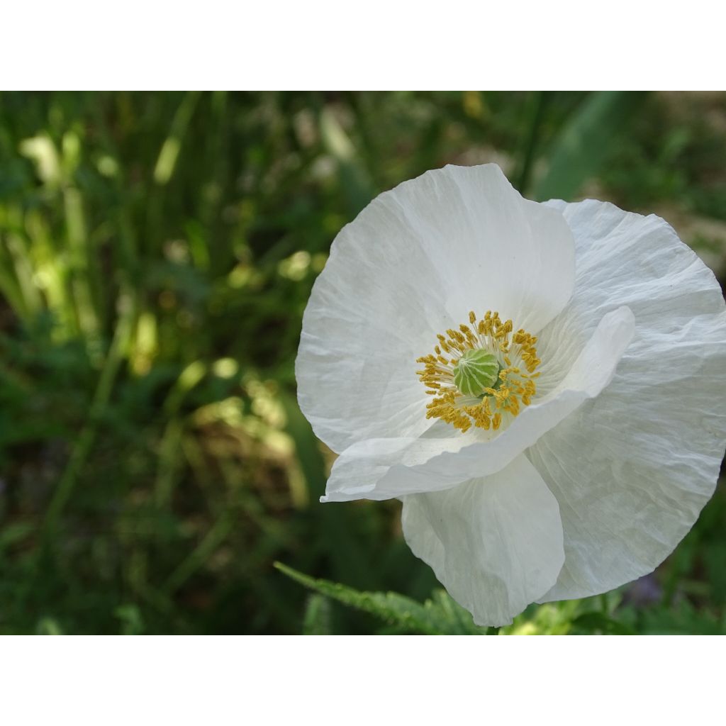 Graines de Coquelicot Bridal Silk blanc - Papaver rhoeas