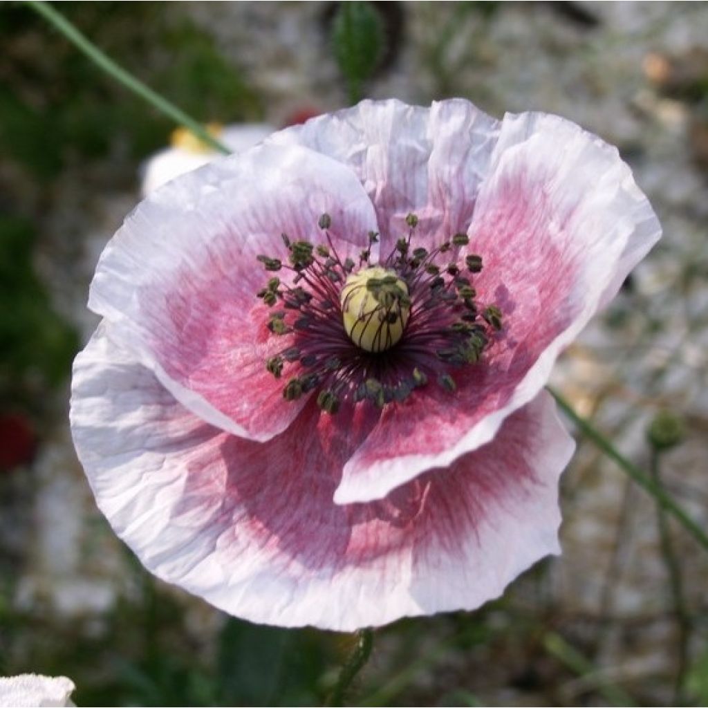 Graines de Coquelicot Mother of Pearl (Parelmoer) - Papaver rhoeas