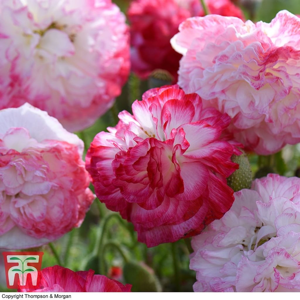 Graines de Coquelicot Suprême - Papaver rhoeas