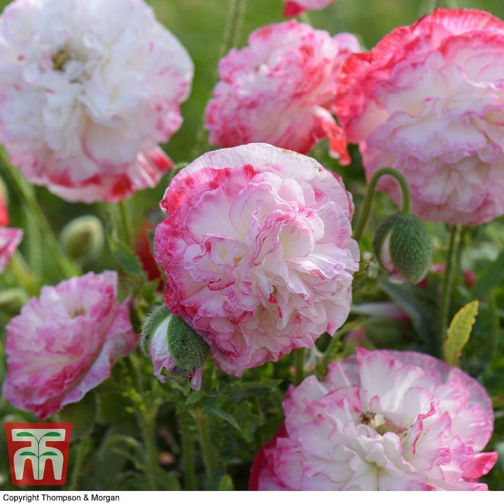 Graines de Coquelicot Suprême - Papaver rhoeas