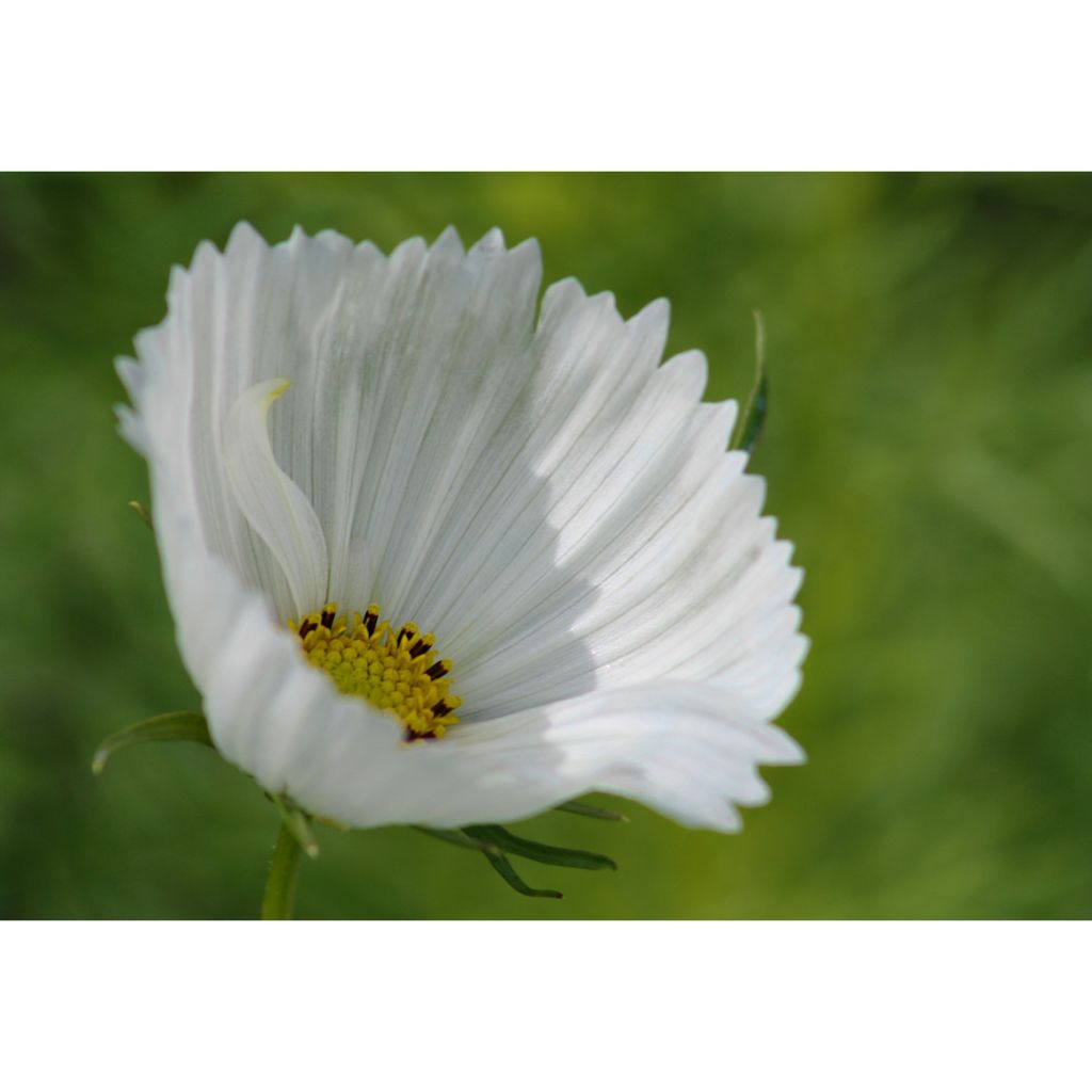 Graines de Cosmos Cupcakes White - Cosmos bipinnatus