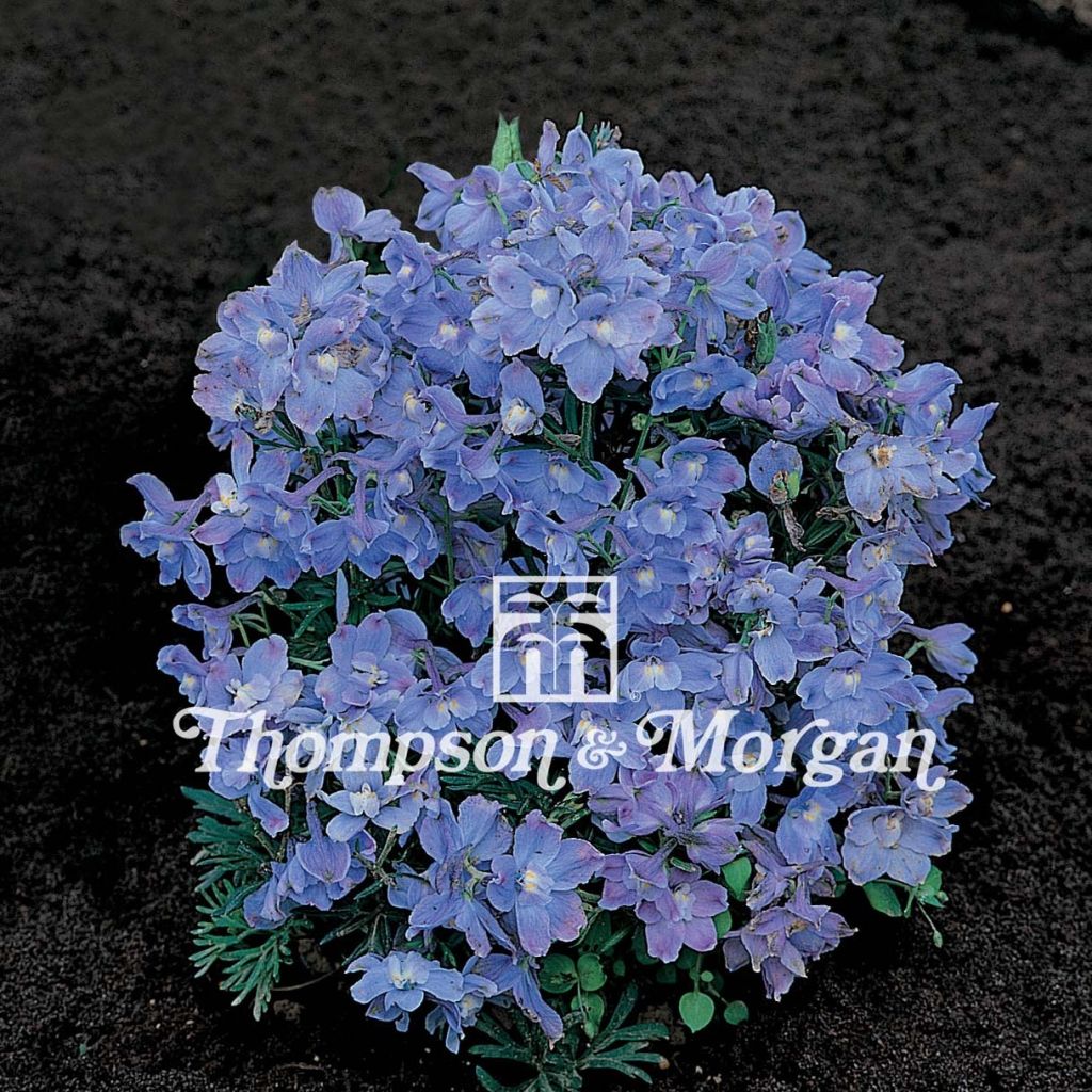 Graines de Delphinium grandiflorum Summer Blues