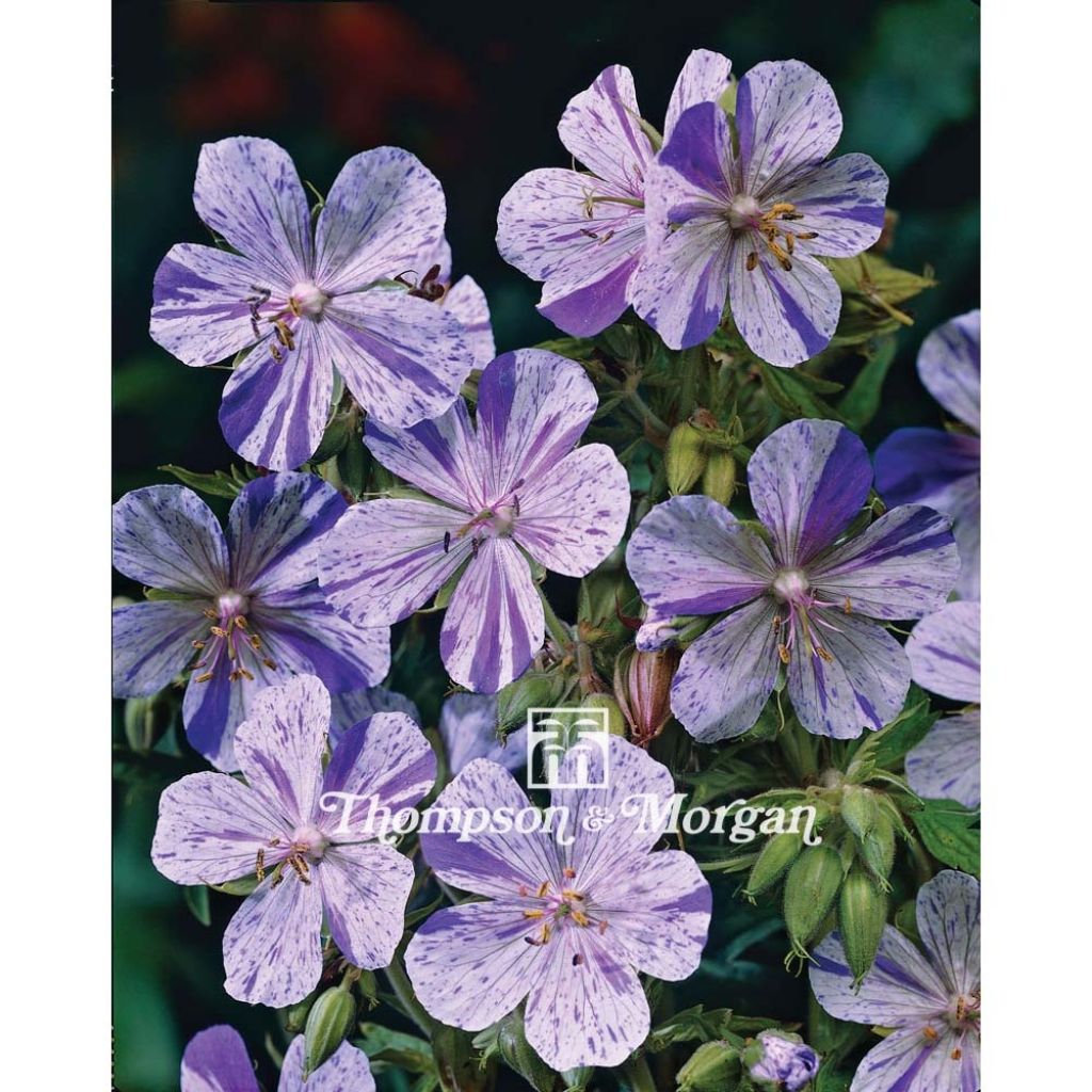 Graines de Geranium pratense Splish Splash - Géranium des près.