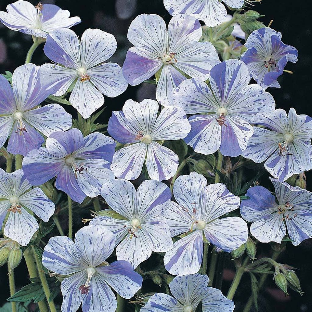 Graines de Geranium pratense Striatum - Géranium des près