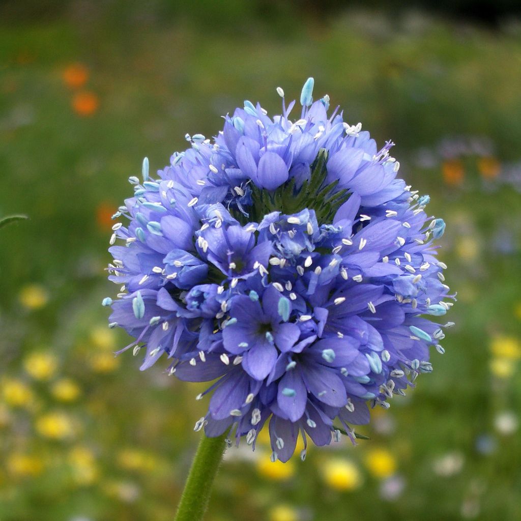 Graines de Gilia capitata