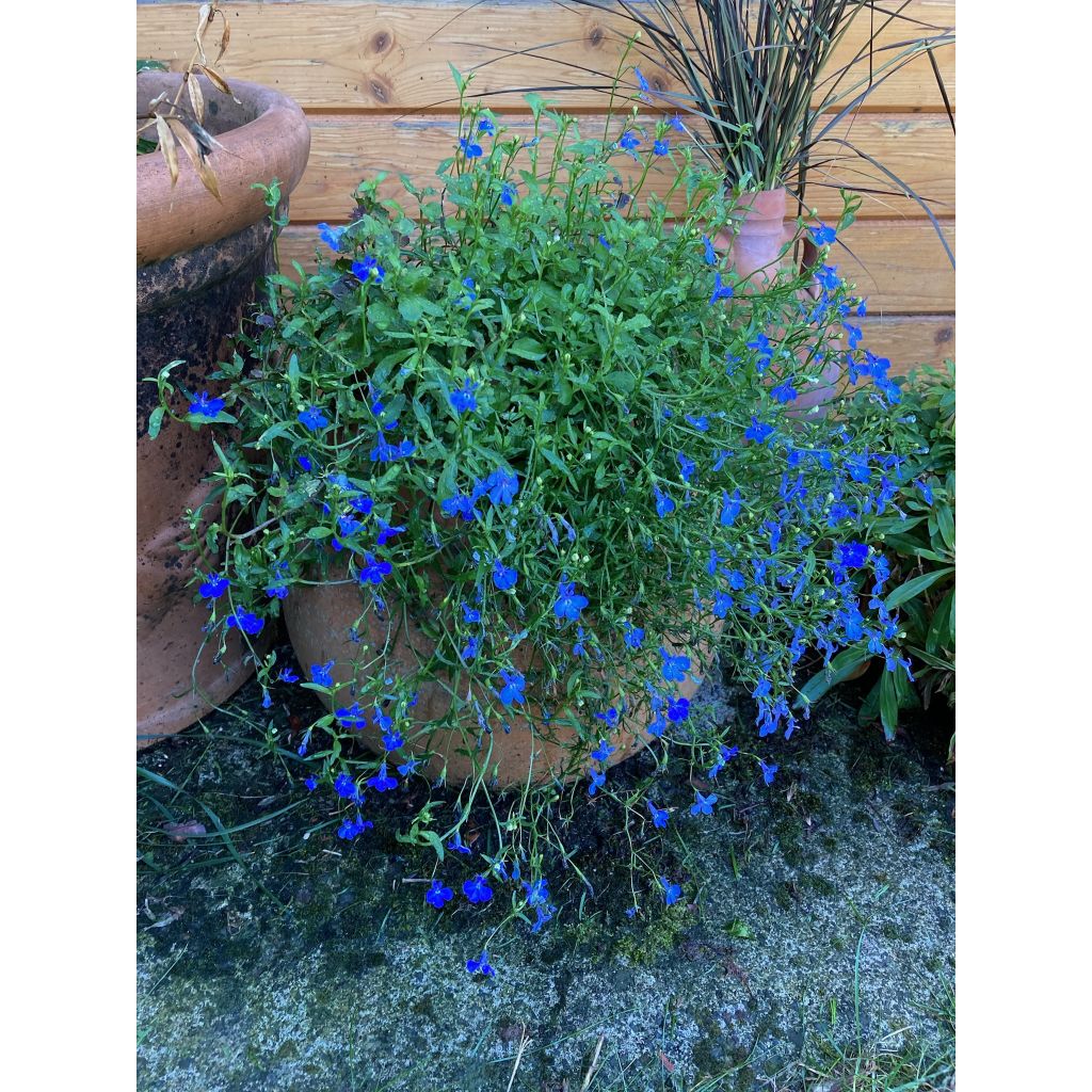 Graines de Lobelia erinus Emperor William 